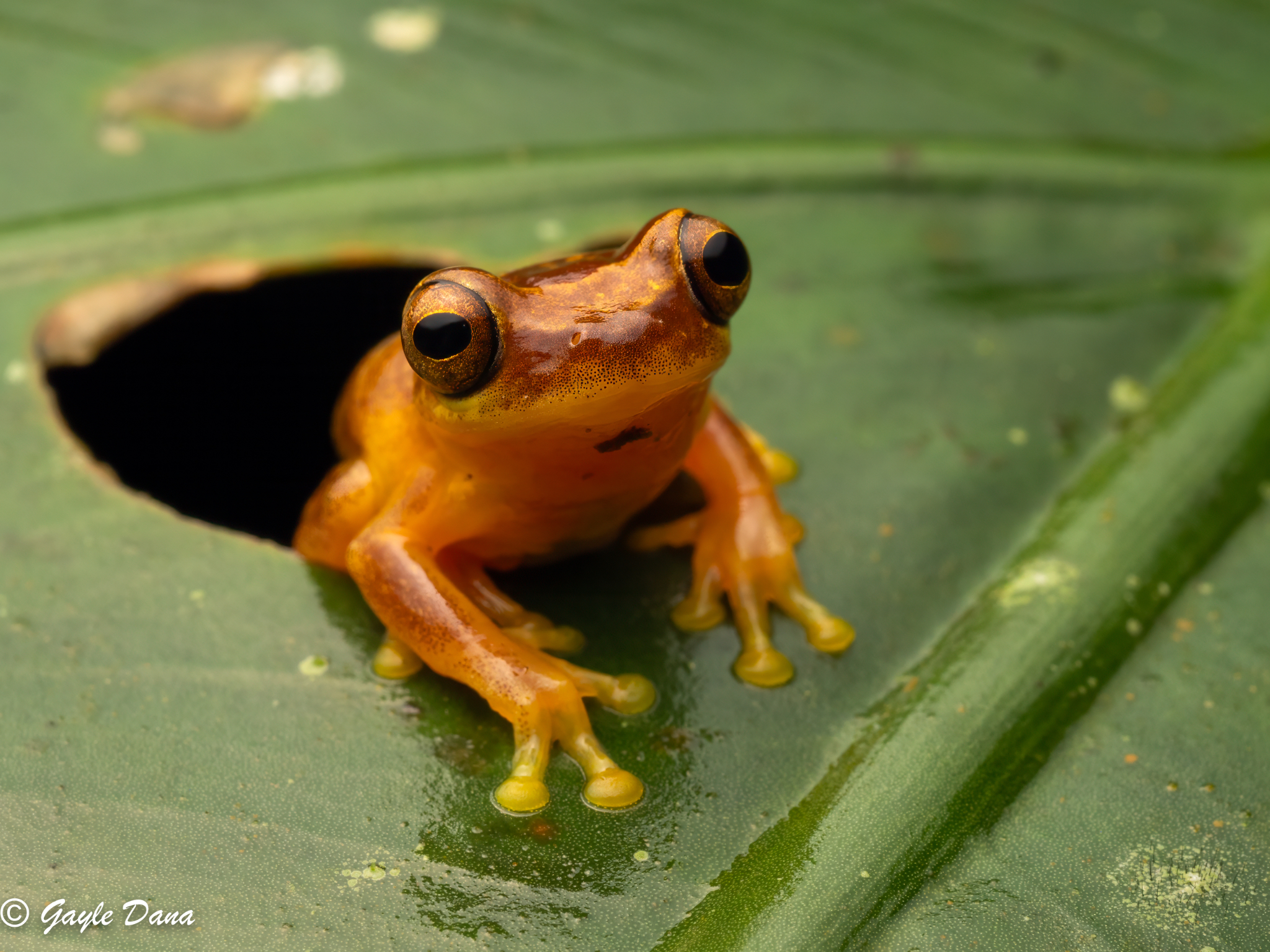 Hourglass Tree Frog in leaf hole